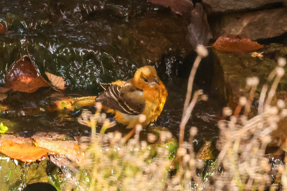 Baltimore Oriole - ML645217036
