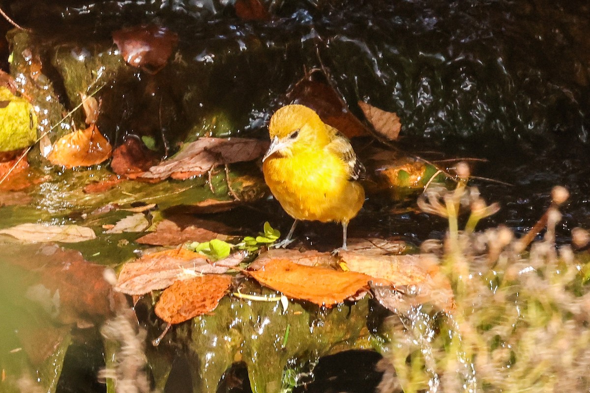 Baltimore Oriole - ML645217037