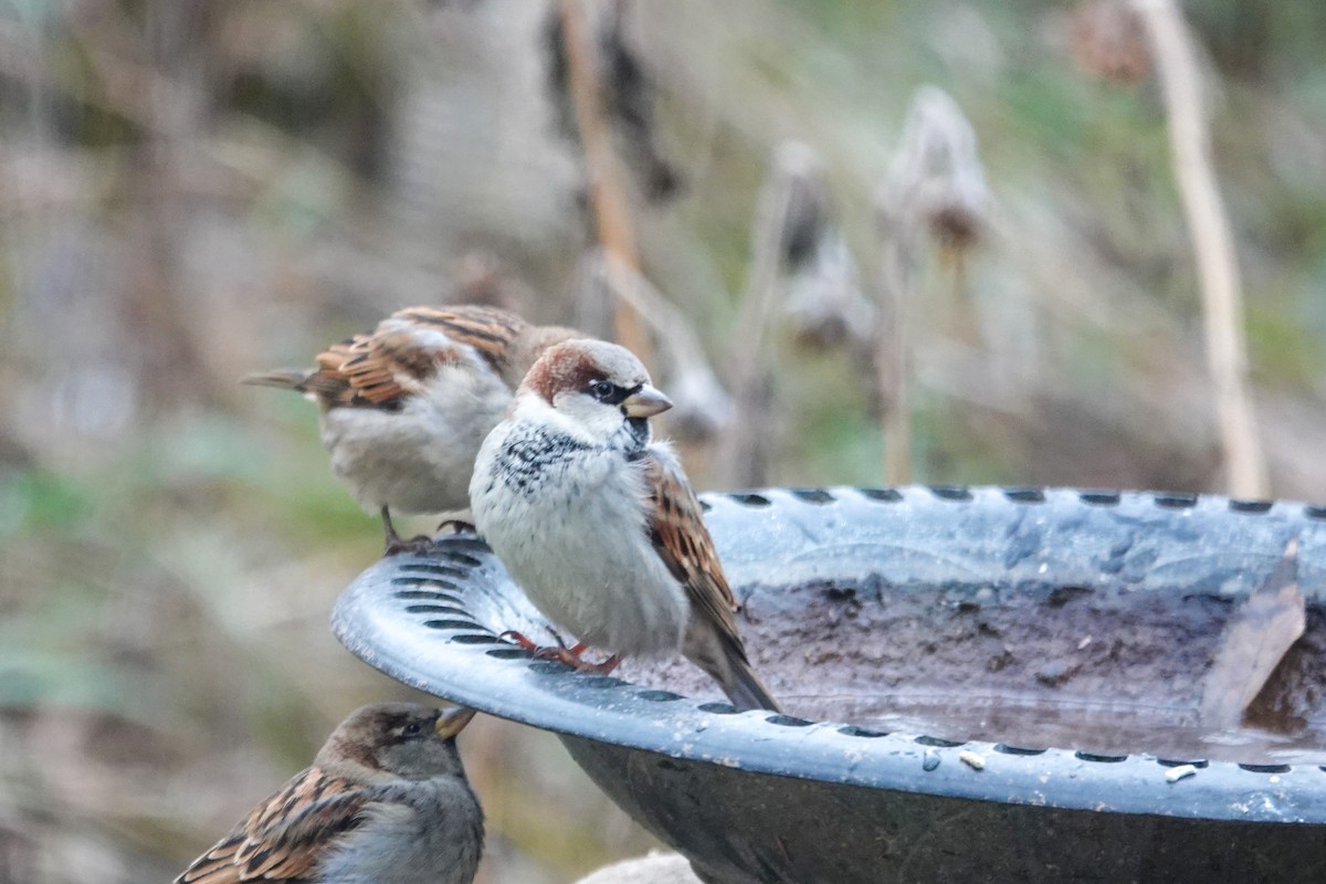House Sparrow - ML645217046