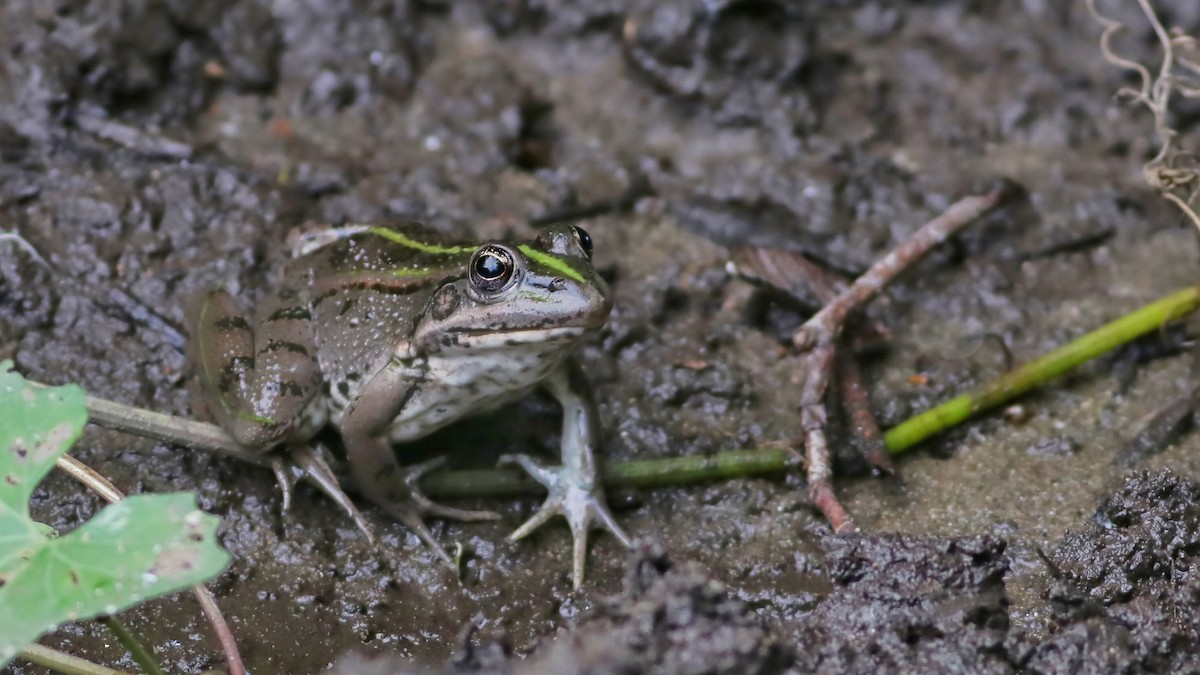 Amphibians - ML645217049