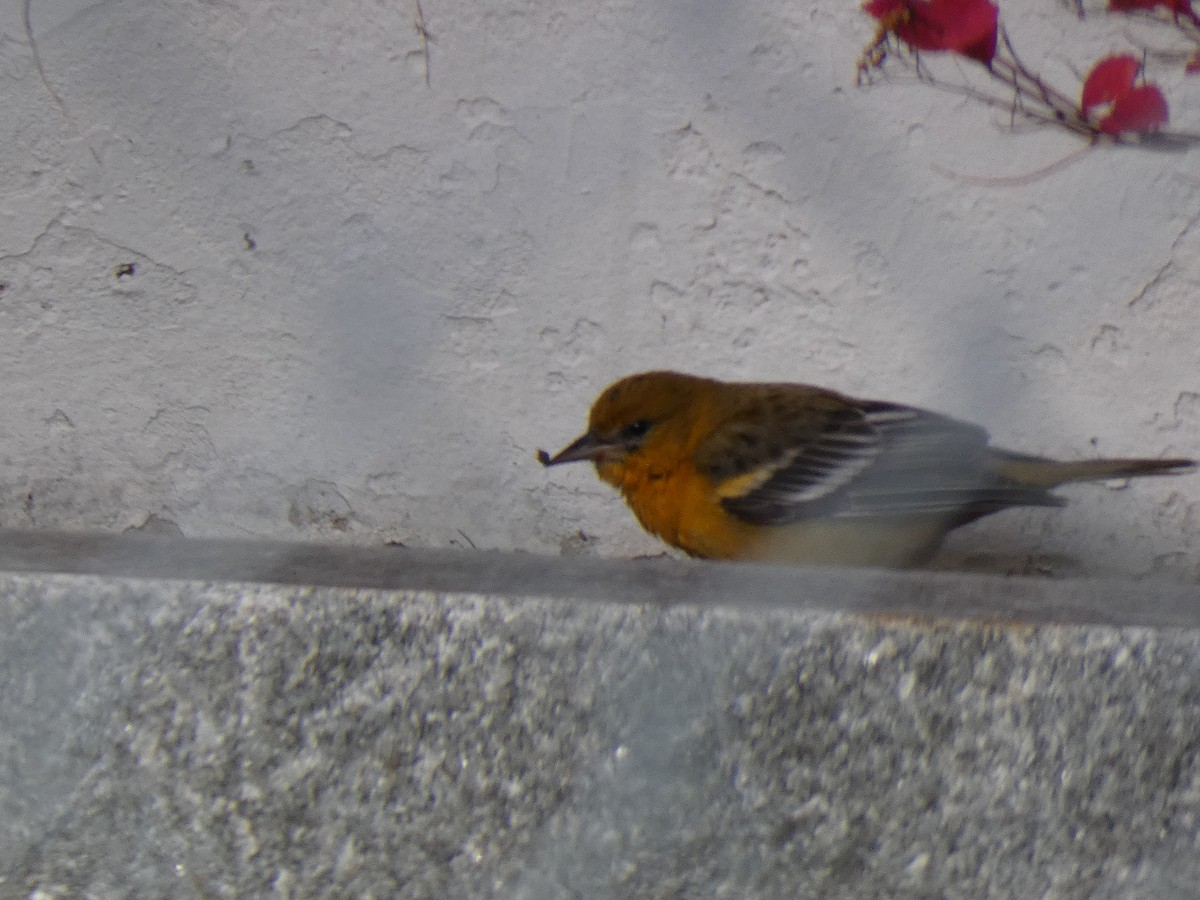 Baltimore Oriole - ML645217052