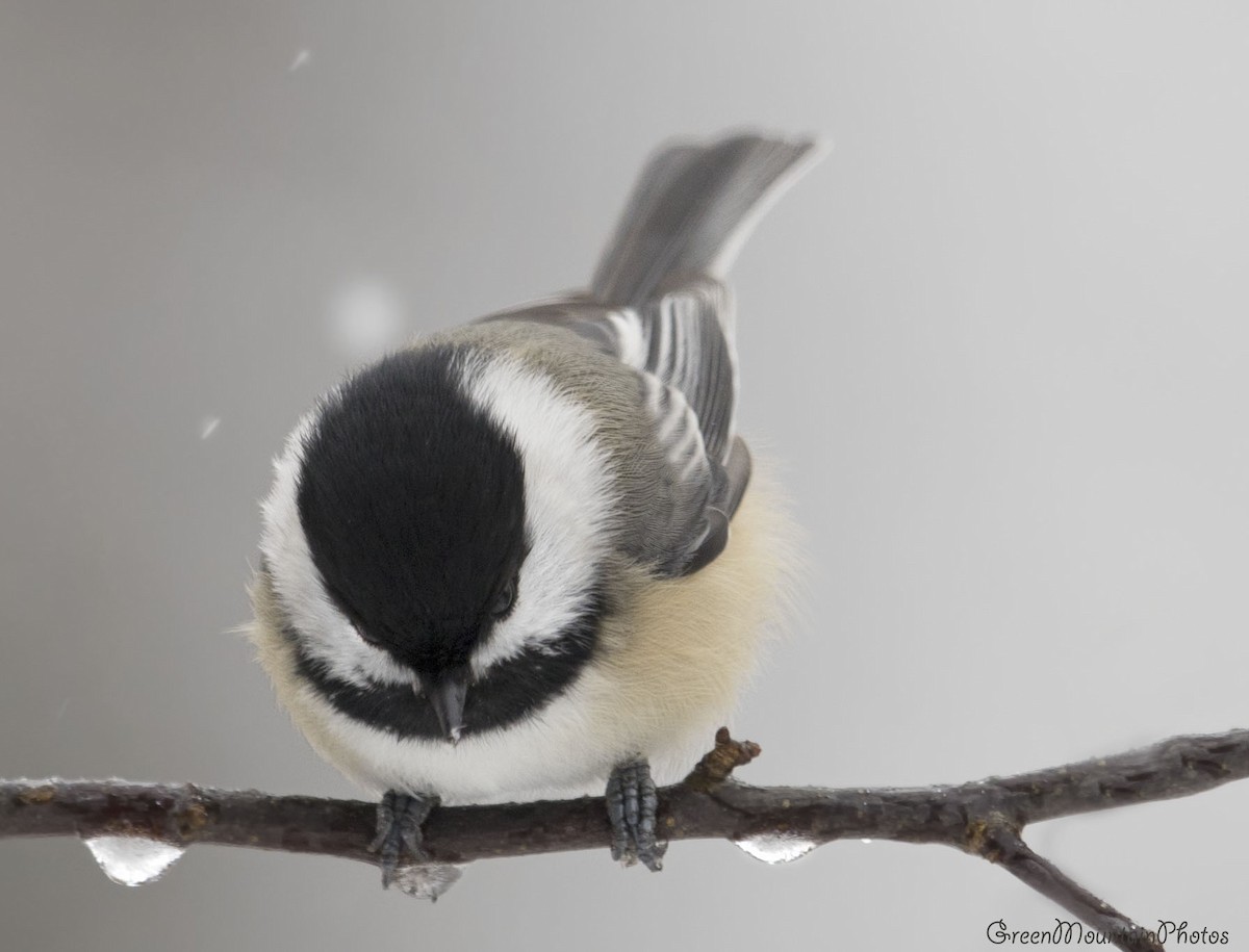 sýkora černohlavá - ML645217053