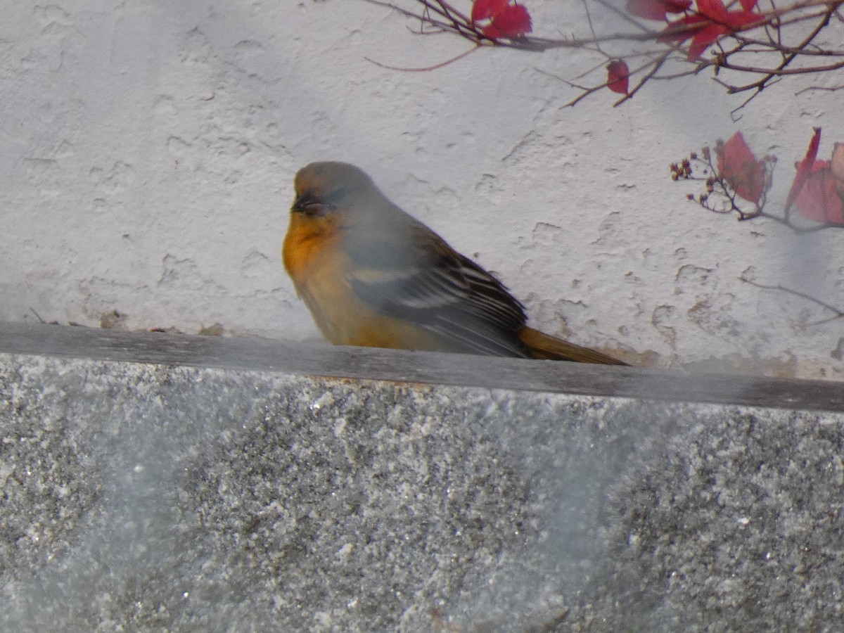 Baltimore Oriole - ML645217056