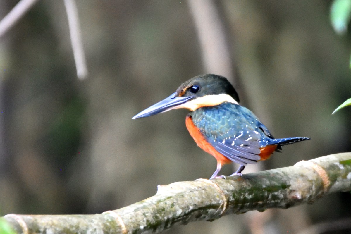 Green-and-rufous Kingfisher - ML645217089