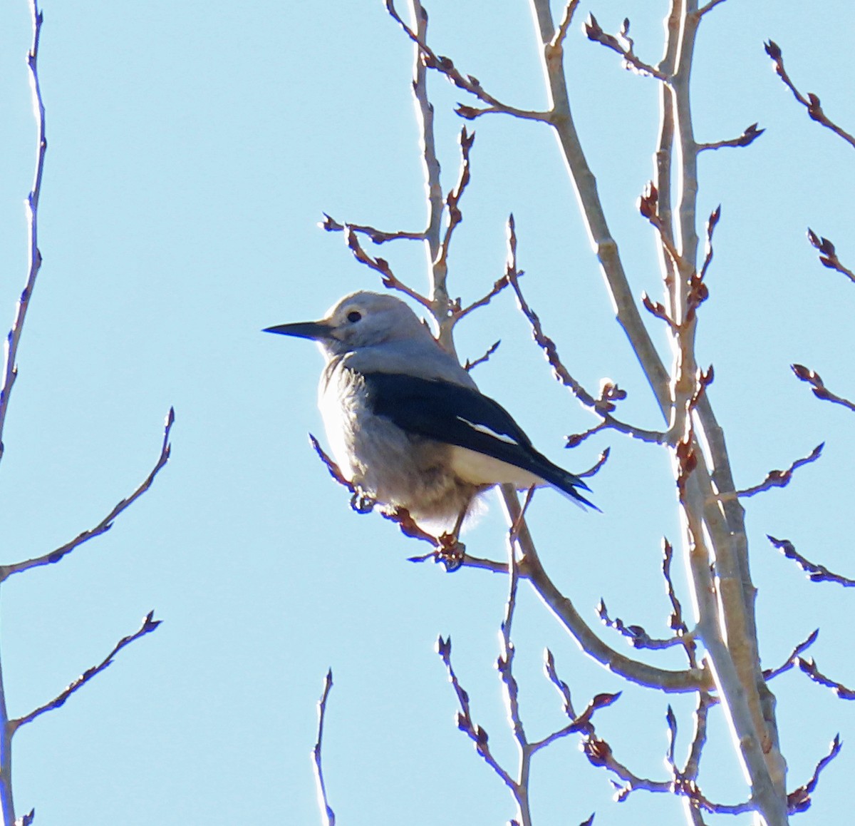 Clark's Nutcracker - ML645217109