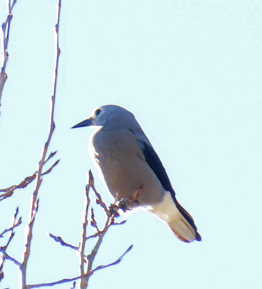 Clark's Nutcracker - ML645217110