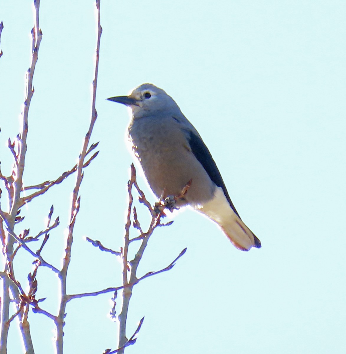 Clark's Nutcracker - ML645217111