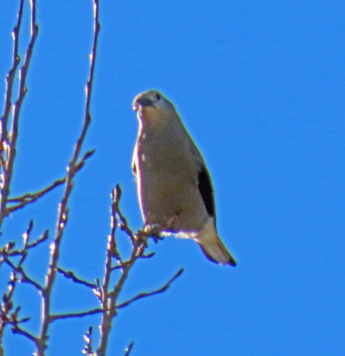 Clark's Nutcracker - ML645217112