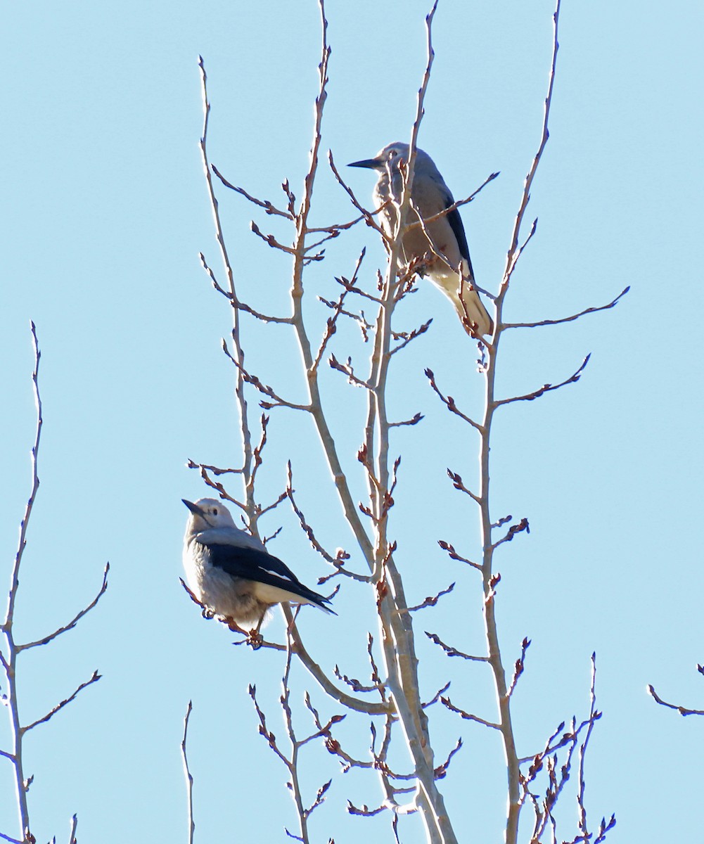 Clark's Nutcracker - ML645217113