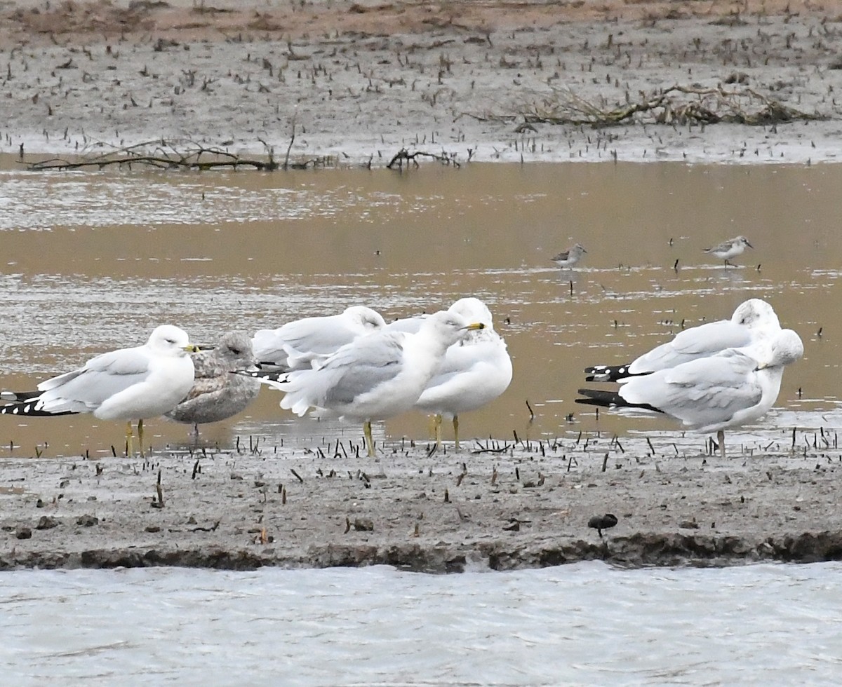 racek kroužkozobý - ML645217114