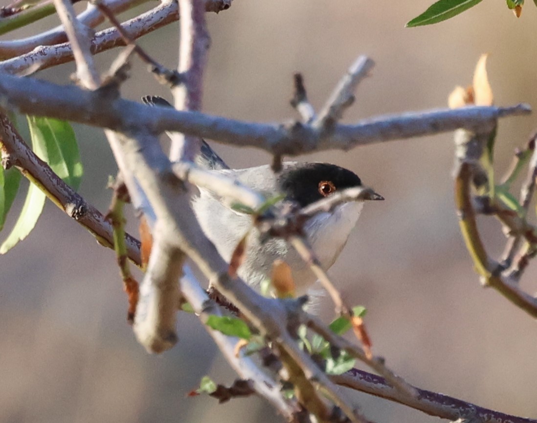 Sardinian Warbler - ML645217115