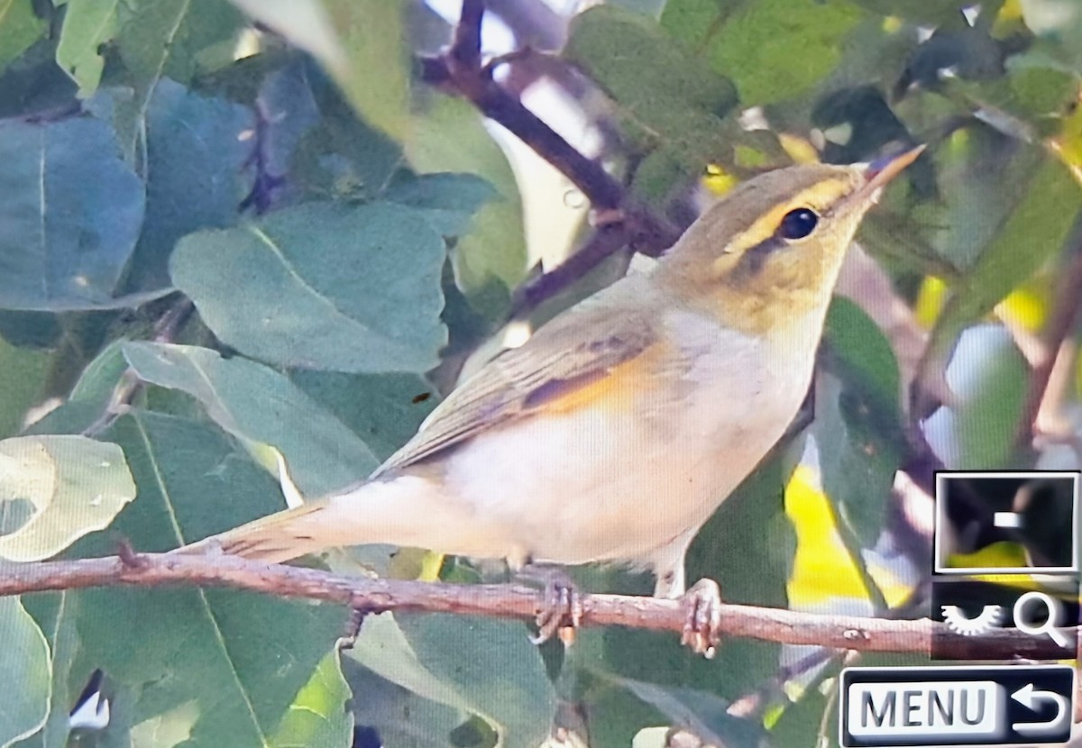 Пеночка-трещотка - ML645217123