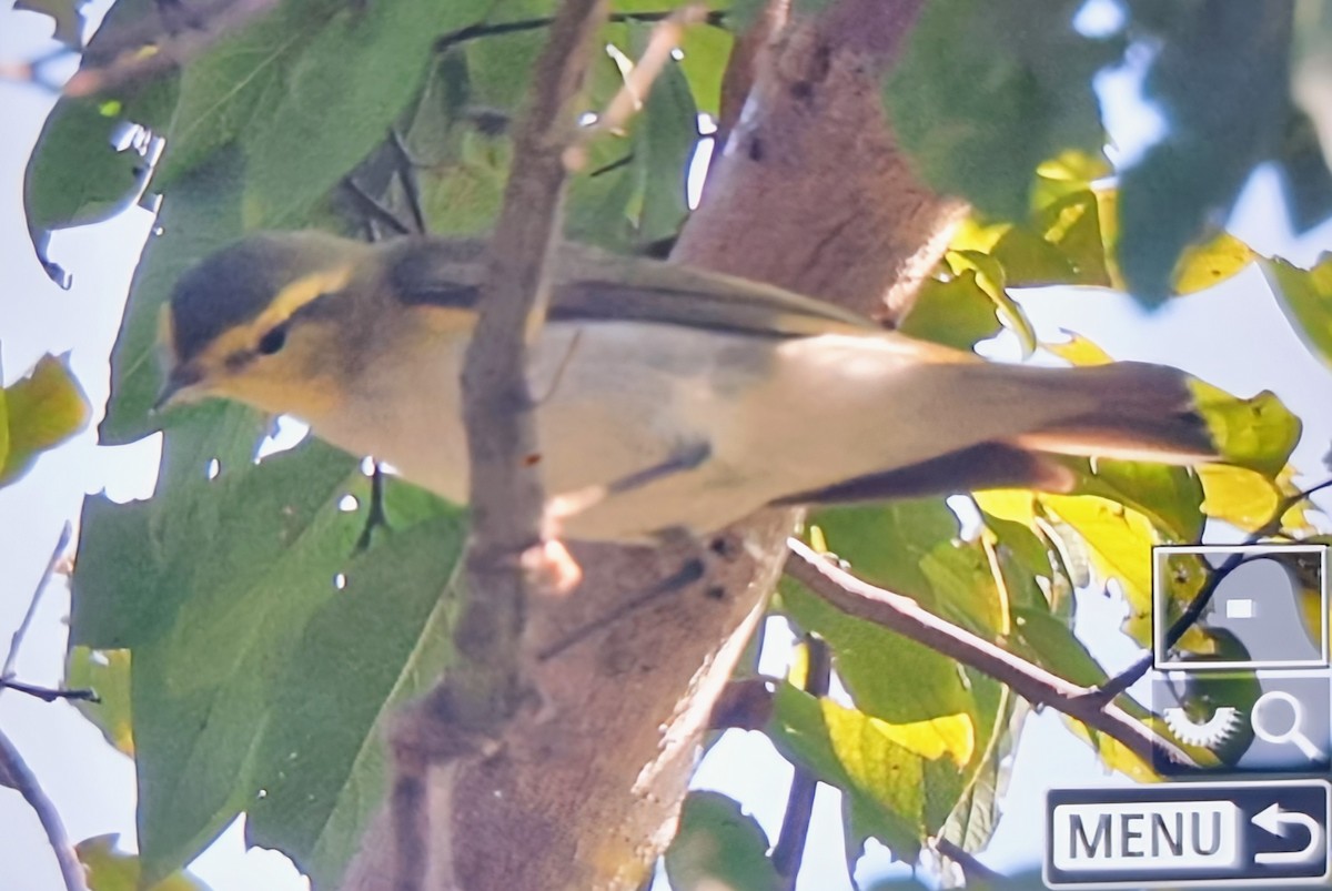 Пеночка-трещотка - ML645217124