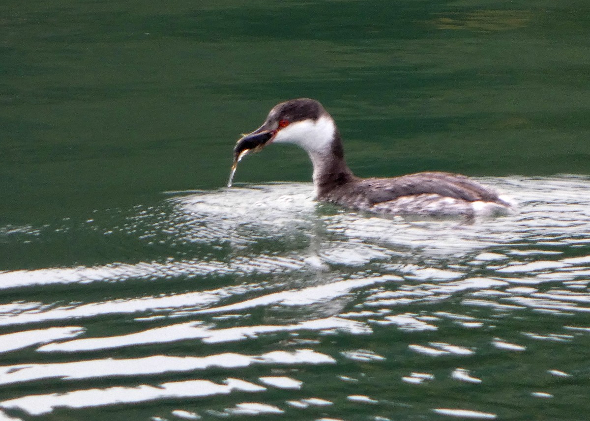 Horned Grebe - ML645217145