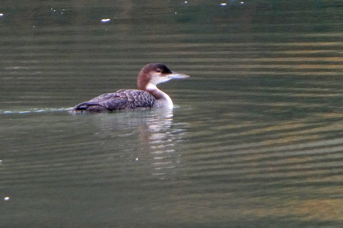 Common Loon - ML645217170