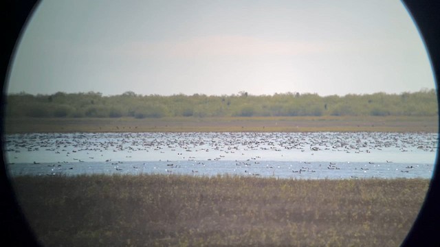 Redhead - ML645217183