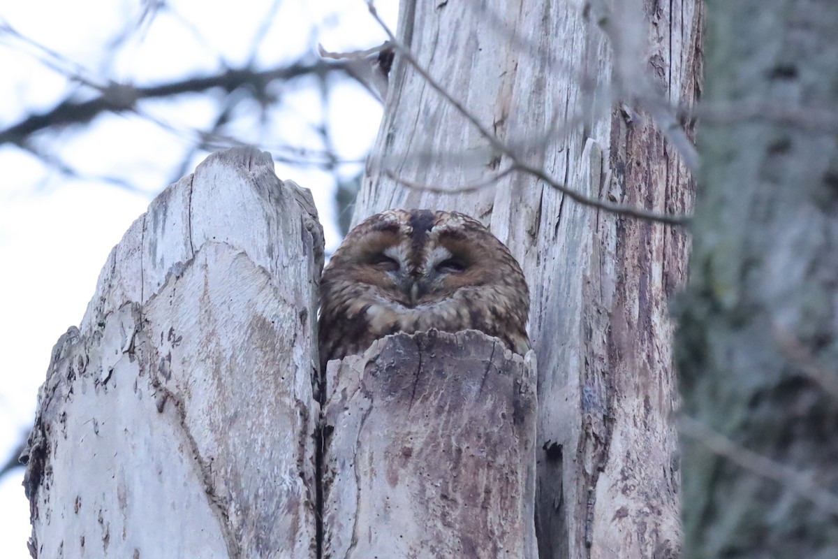 Chouette hulotte - ML645217184