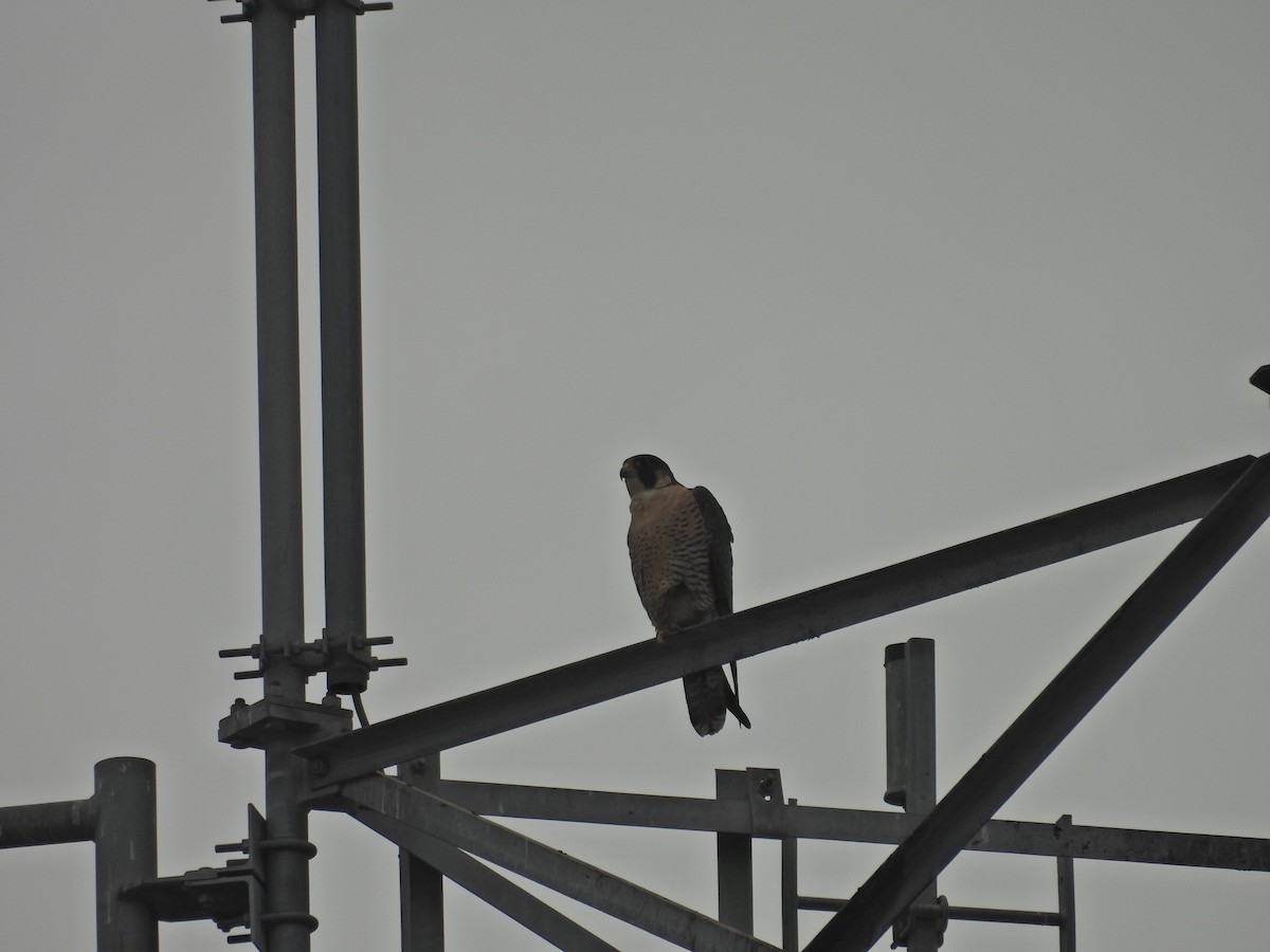 Peregrine Falcon - ML645217219