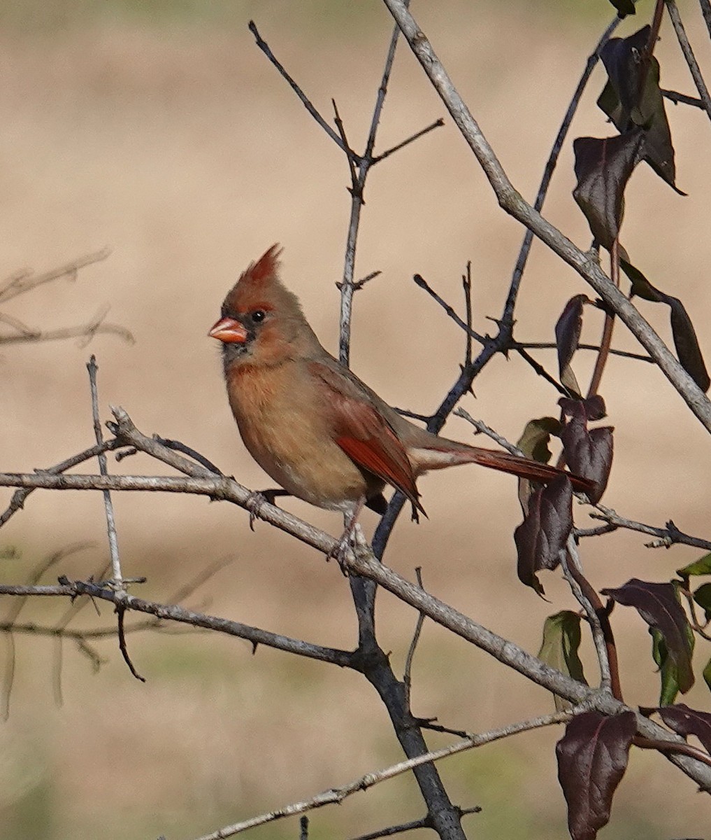 Красный кардинал - ML645217240