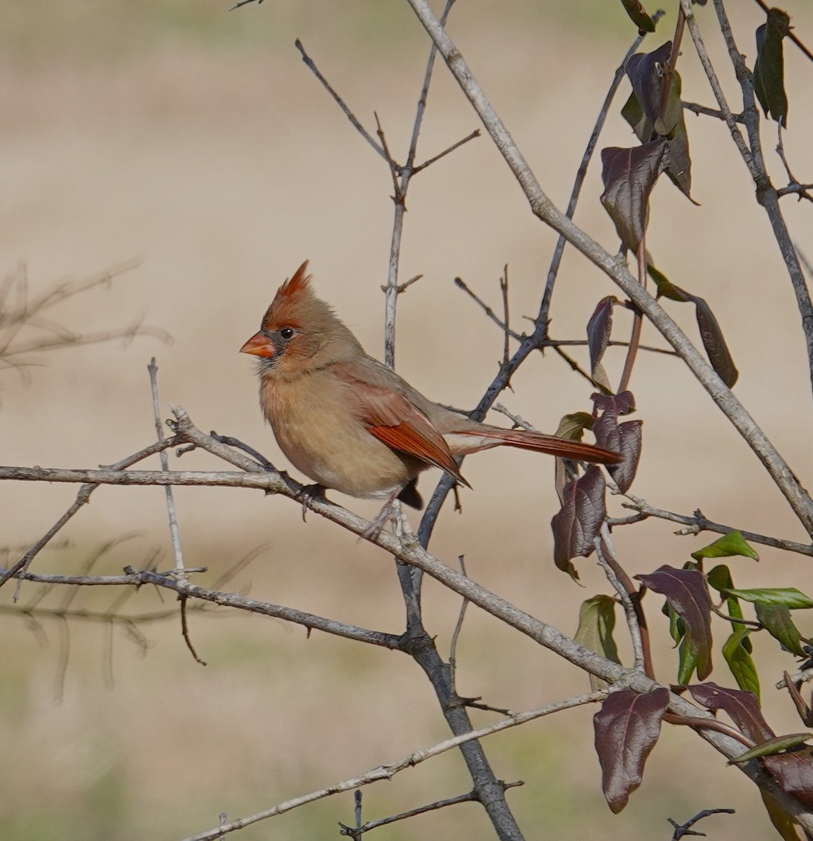 Красный кардинал - ML645217241