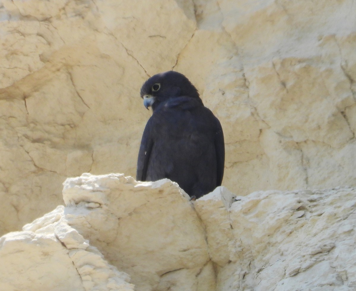 ostříž jižní - ML645217245