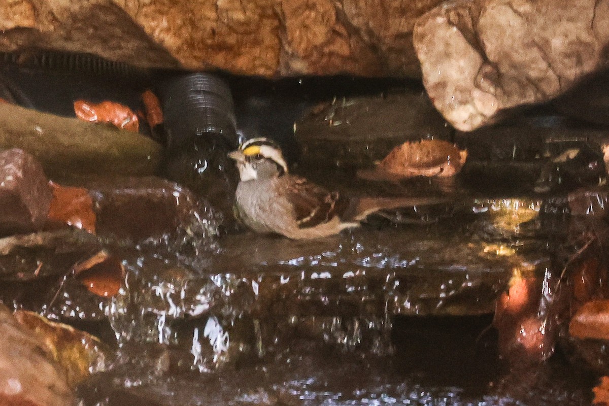 White-throated Sparrow - ML645217248