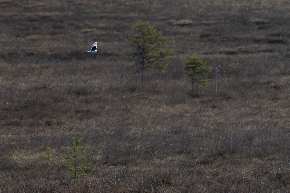 Little Gull - ML645217261