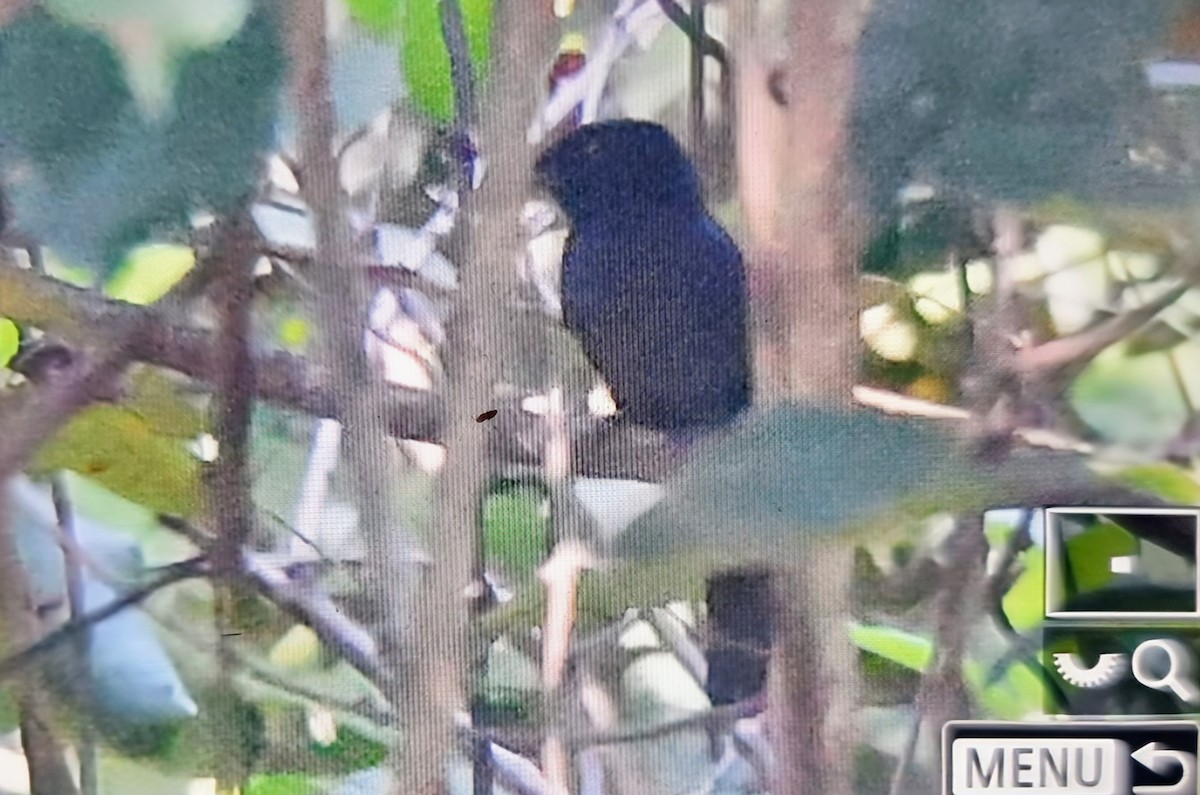 Sharpe's Drongo (Western) - ML645217266