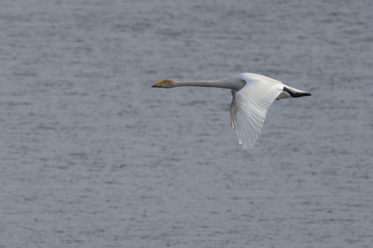 Whooper Swan - ML645217268