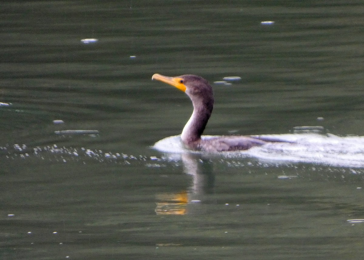 Double-crested Cormorant - ML645217269
