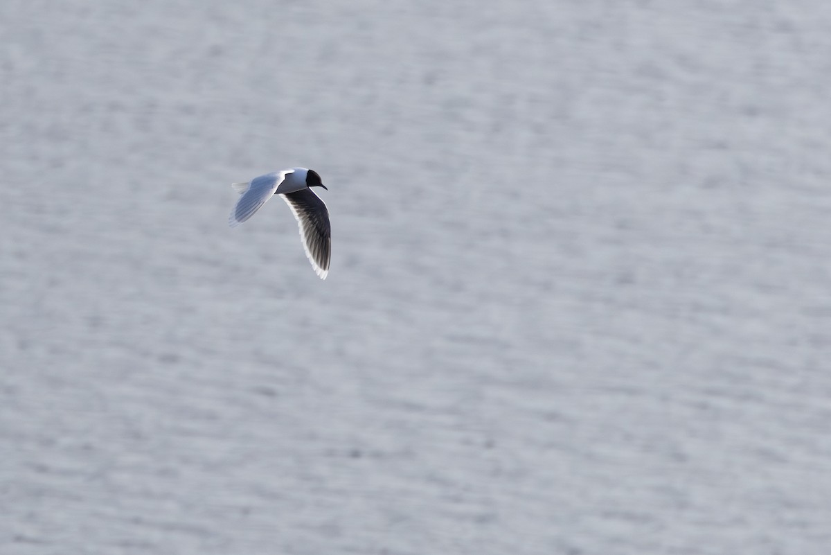 Little Gull - ML645217271
