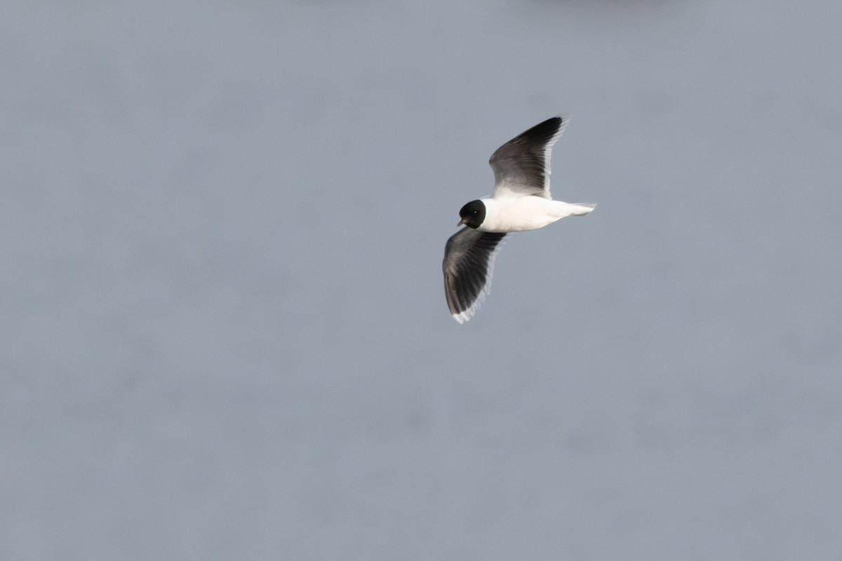 Little Gull - ML645217274