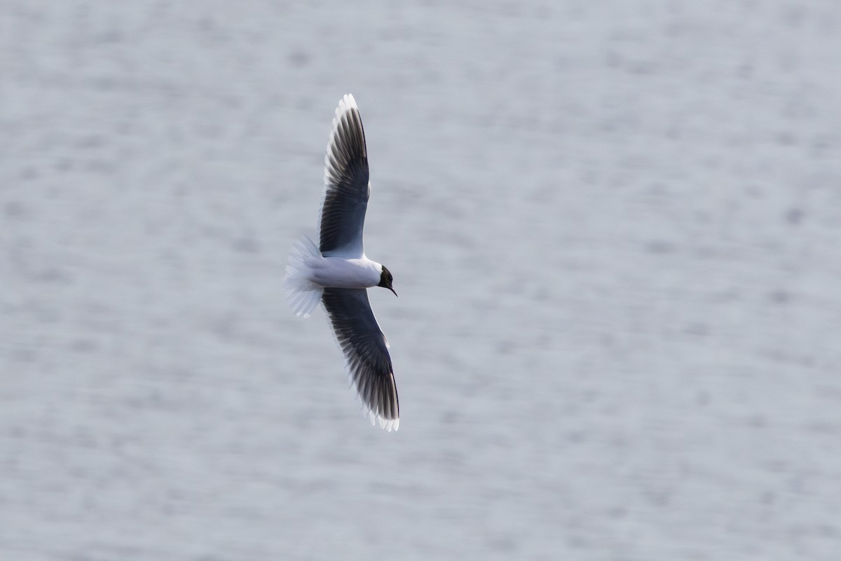 Little Gull - ML645217276