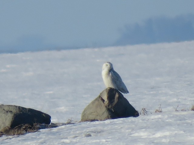 Snowy Owl - ML645217279