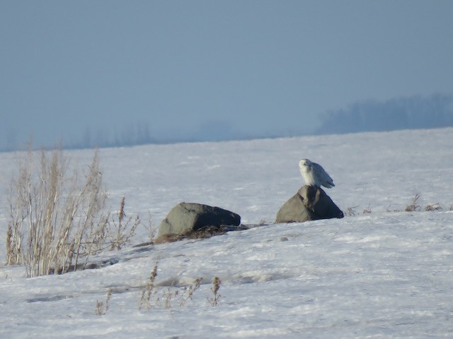 Snowy Owl - ML645217280