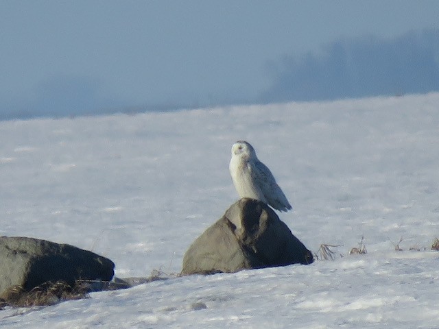 Snowy Owl - ML645217281
