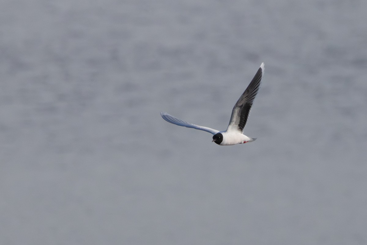 Little Gull - ML645217282