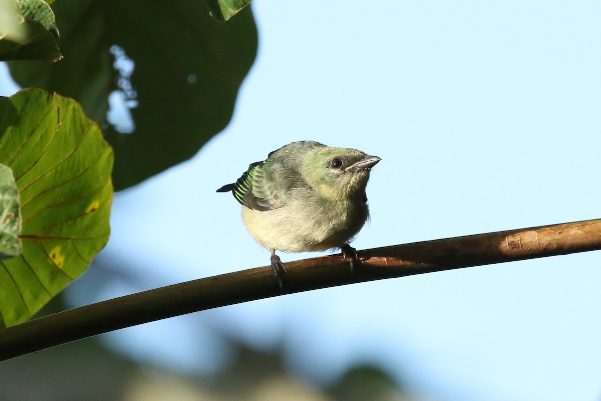 Golden-hooded Tanager - ML645217323