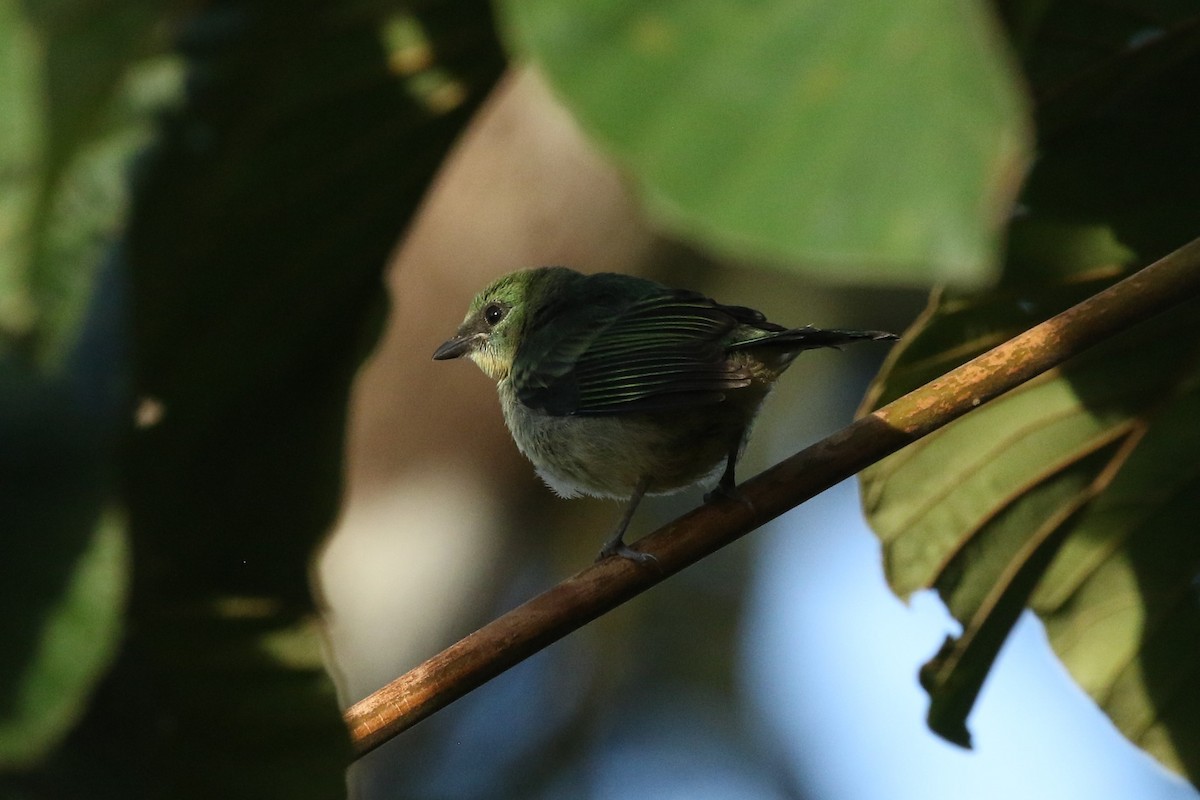 Golden-hooded Tanager - ML645217324