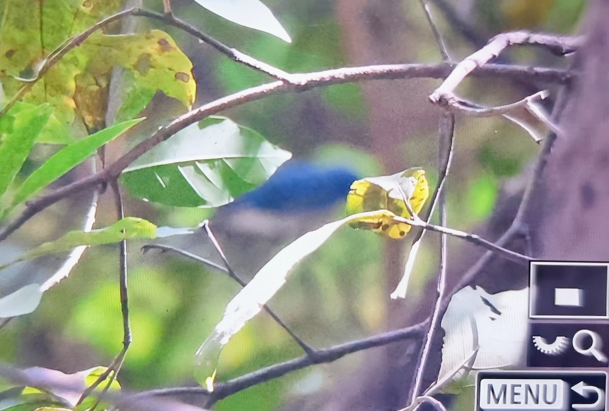 blåelminia - ML645217343