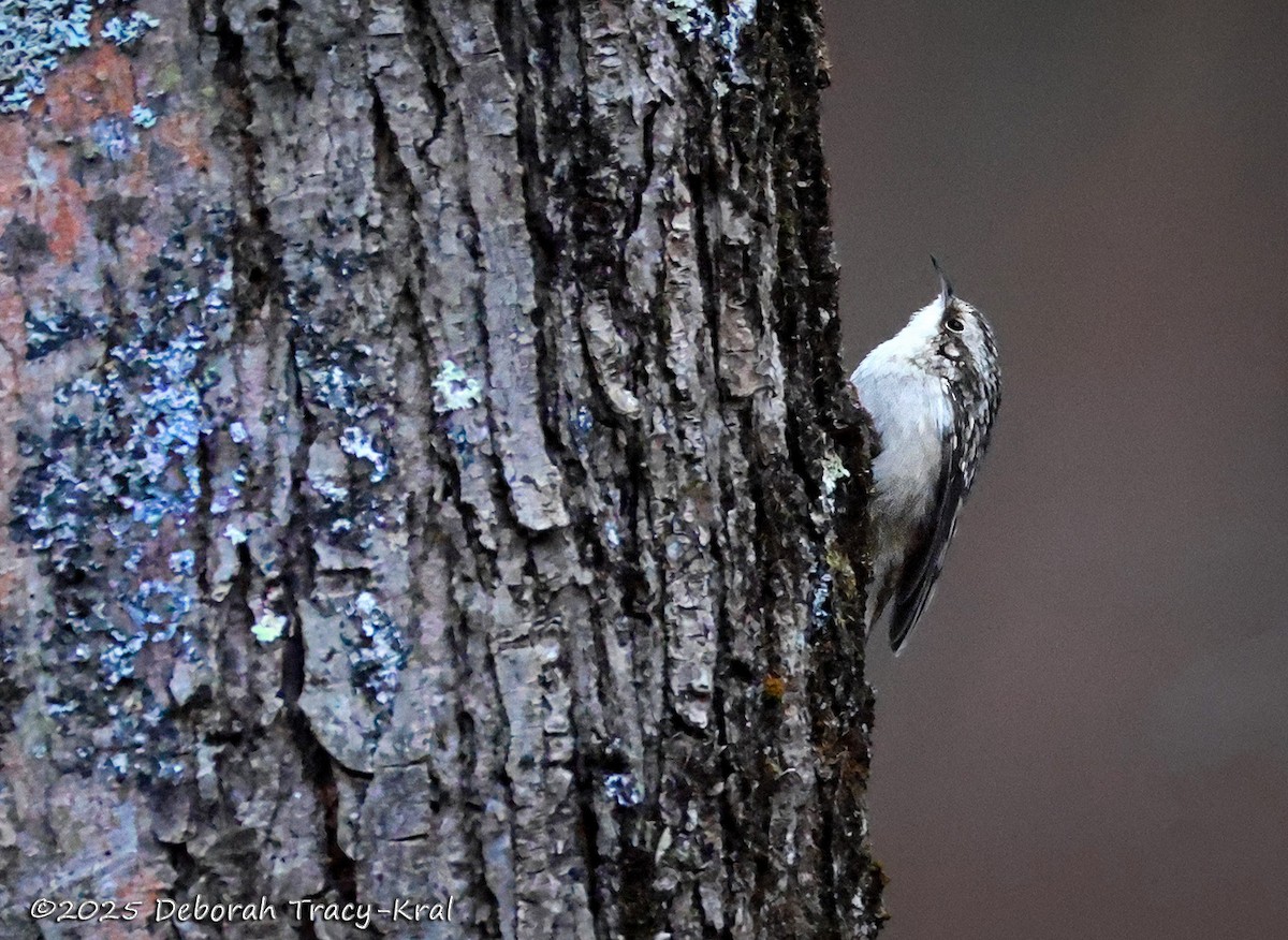 Brown Creeper - ML645217344
