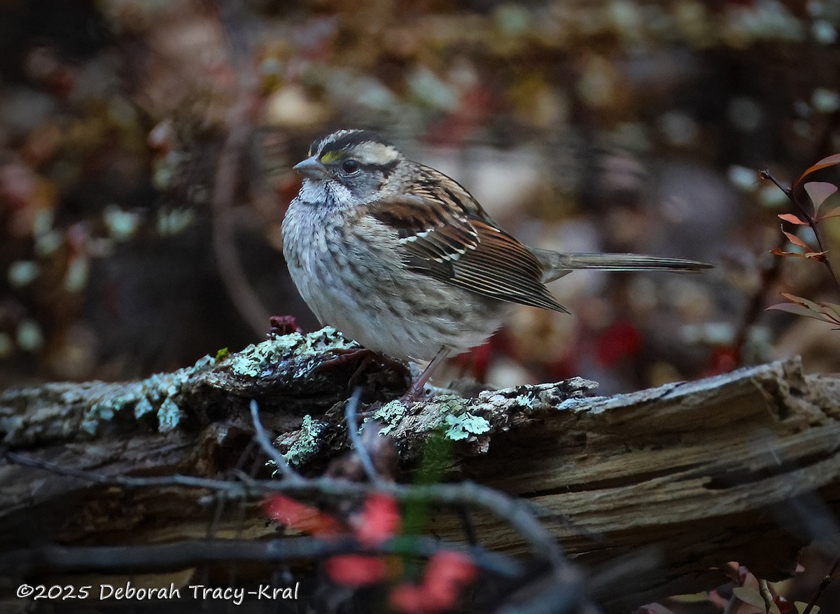 White-throated Sparrow - ML645217346