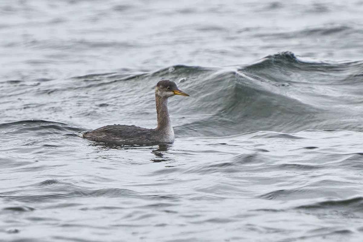 Пірникоза сірощока - ML645217352