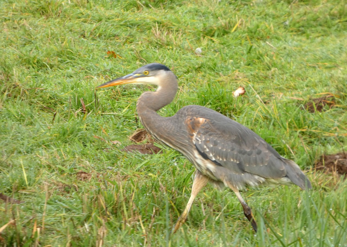 Great Blue Heron - ML645217360