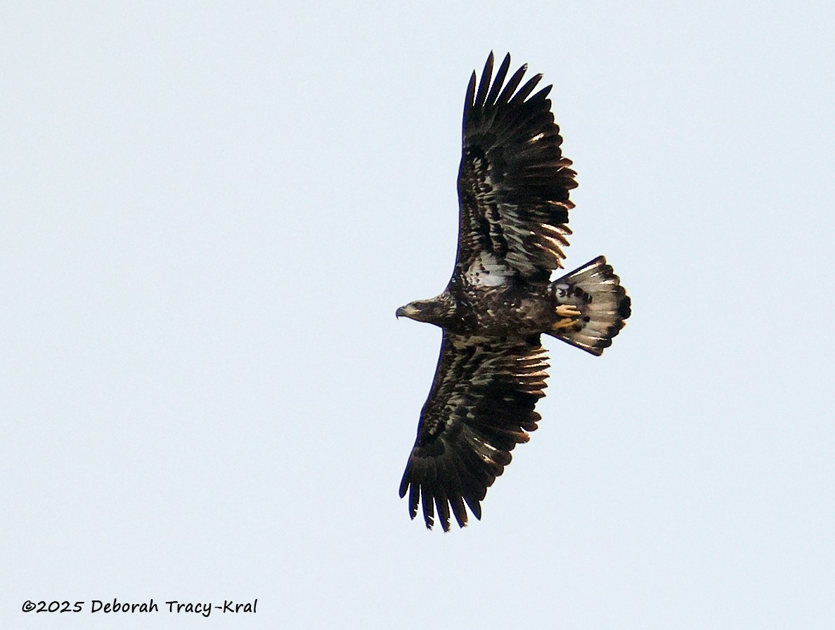 Bald Eagle - ML645217361