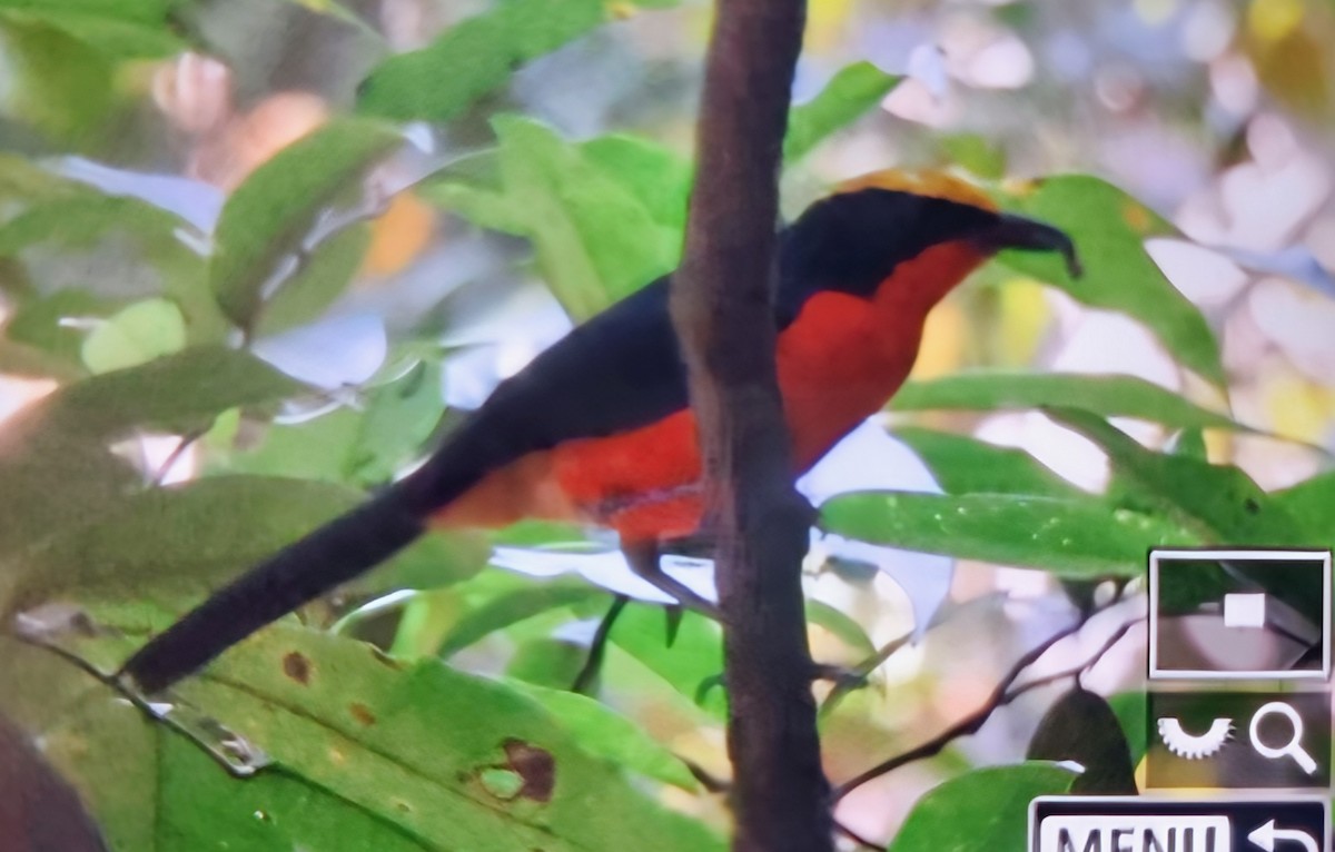 Sarı Başlı Kırmızı Bubu - ML645217363