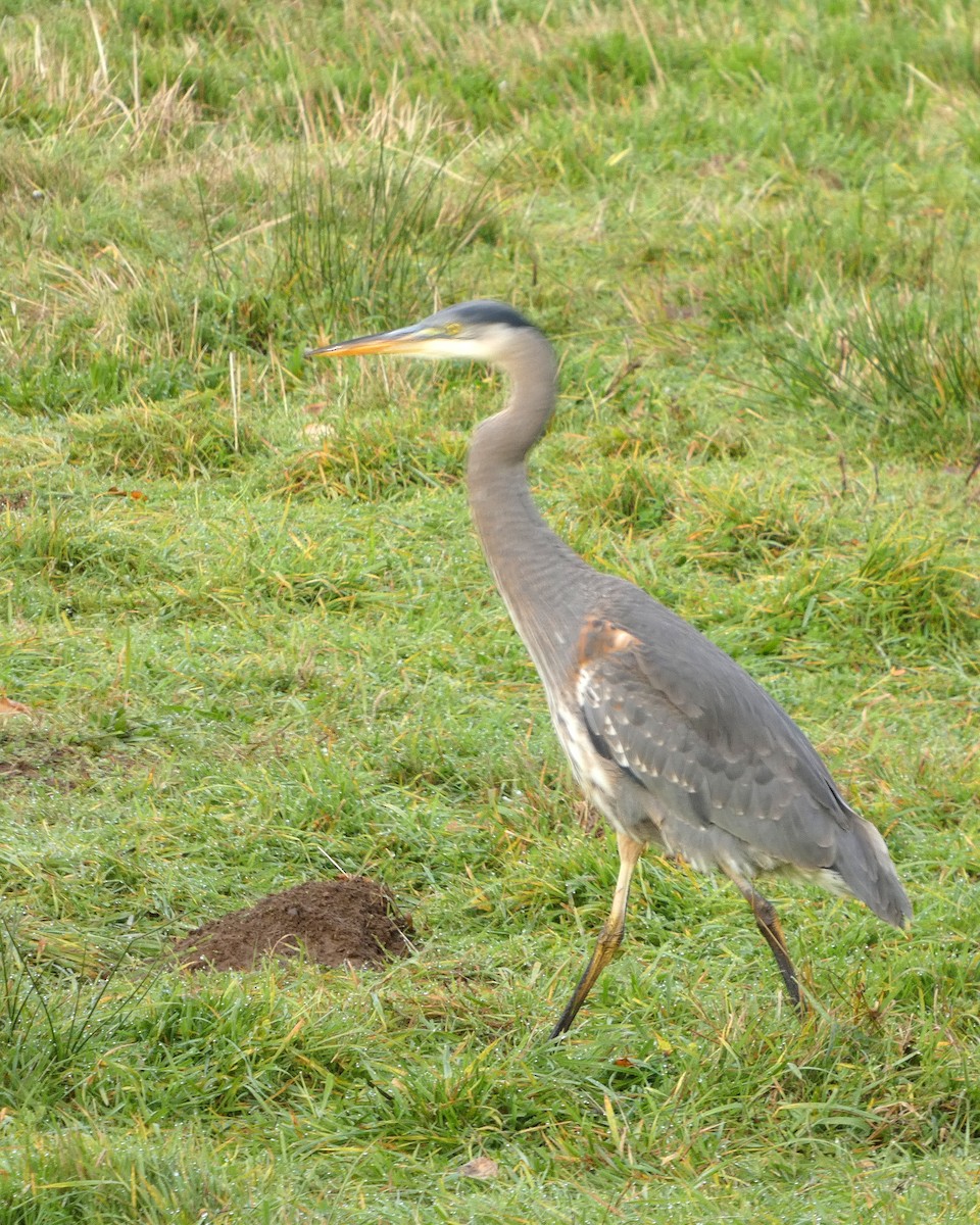 Great Blue Heron - ML645217369