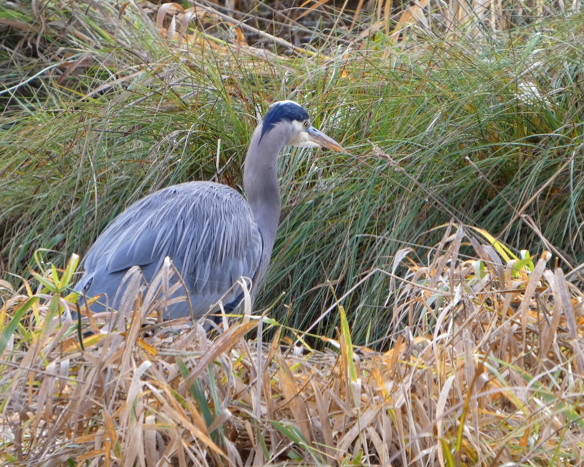 Great Blue Heron - ML645217373