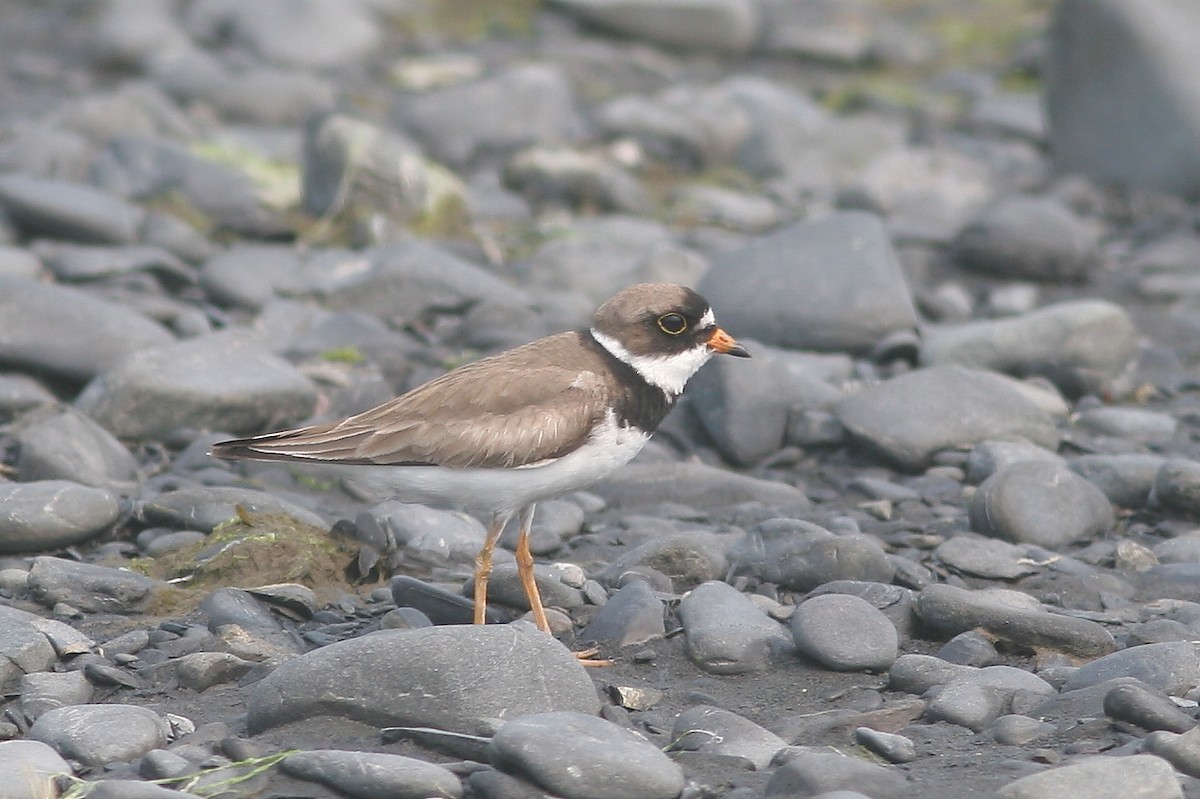 Semipalmated Plover - ML645217377