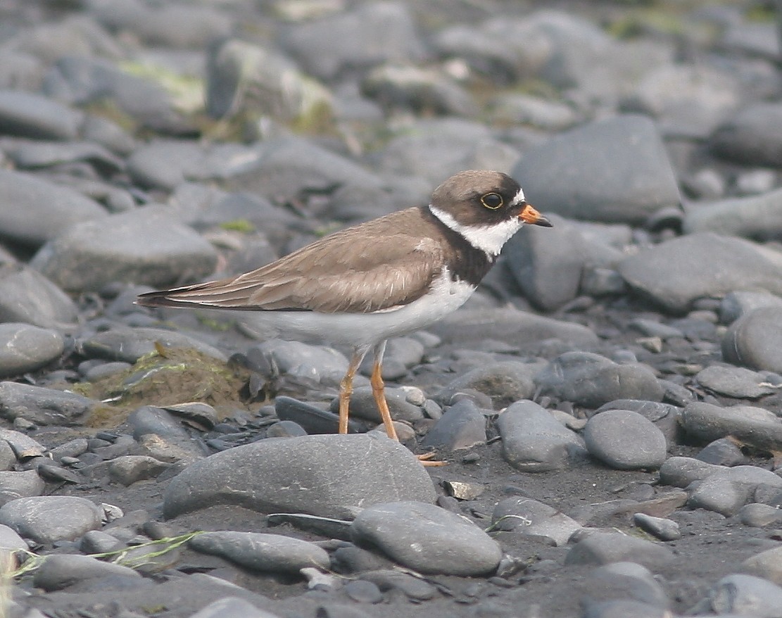 Semipalmated Plover - ML645217378